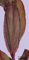 Hypericum humifusum leaf shape varies. This specimen has elliptic-oblong leaves.
 © Landcare Research 2010 